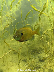 Bluegill Sunfish by David Gilchrist 